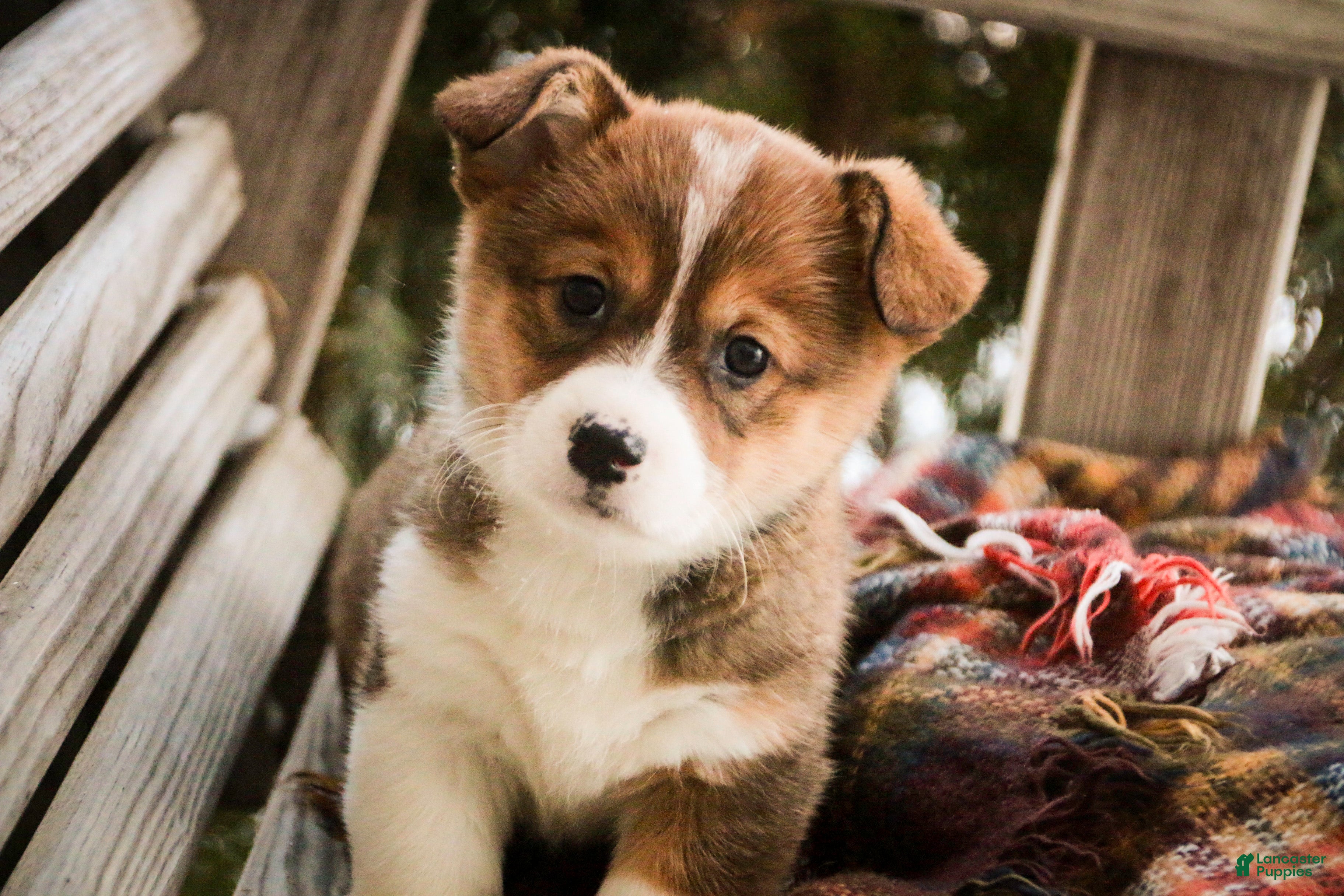 Welsh Corgi Pembroke dogs Muffin - Ad 1