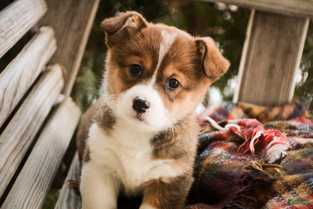 Welsh Corgi Pembroke dogs for sale: Muffin - Ad 1