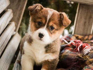 Welsh Corgi Pembroke dogs Muffin - Ad 38