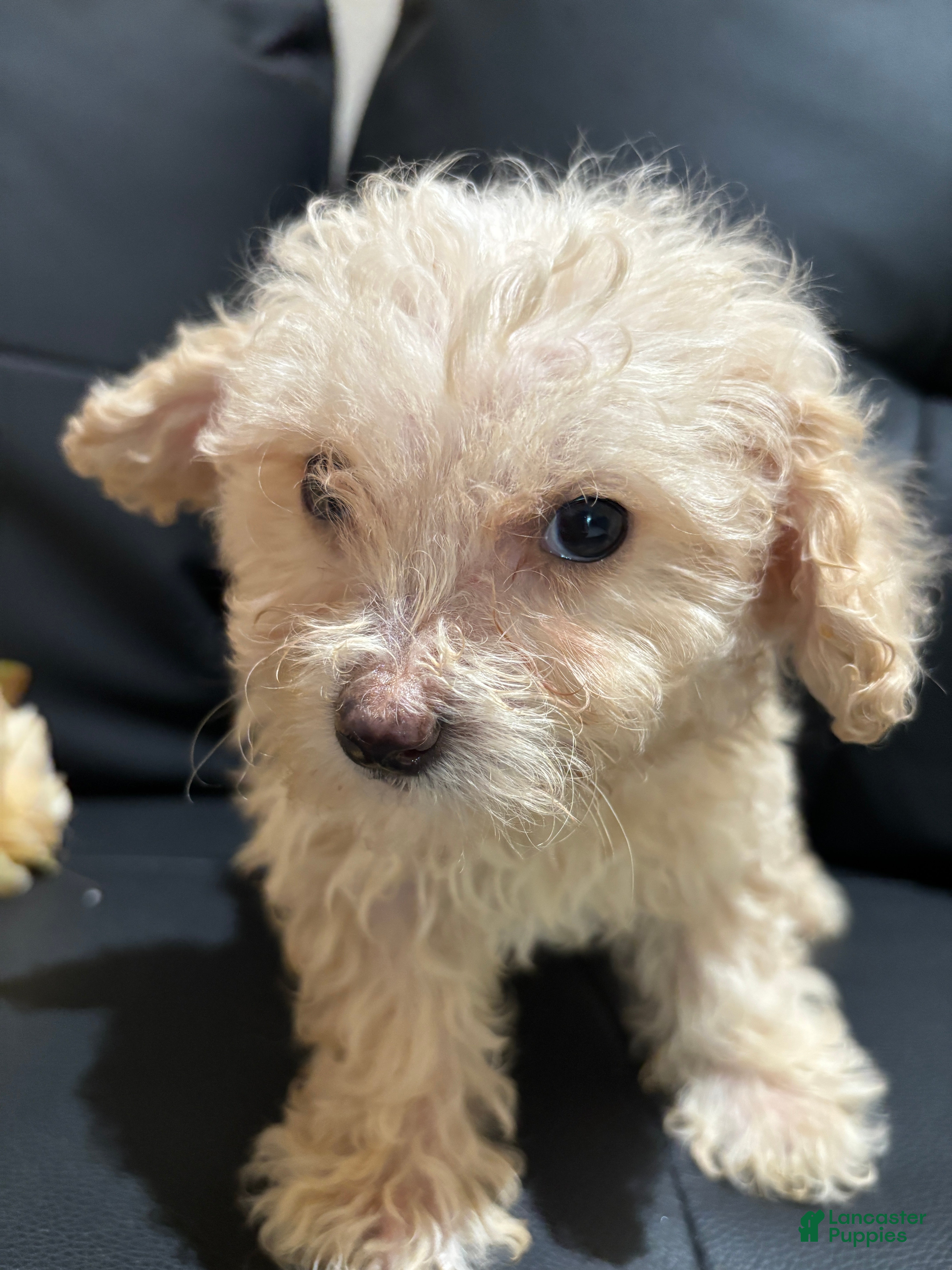 Miniature Poodle dogs Miniature Poodle 1 - Ad 36