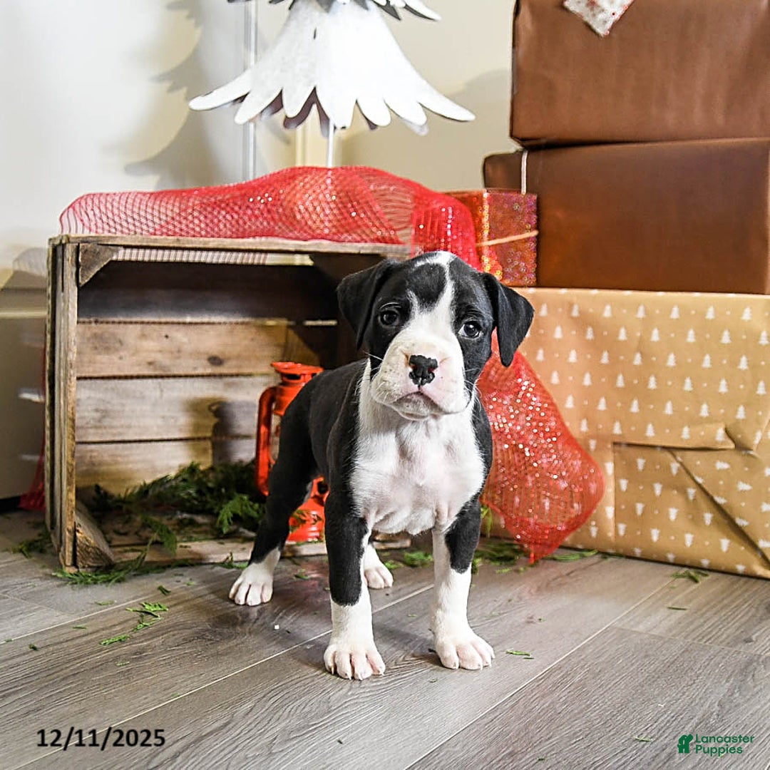 Boxer dogs for sale: Pepper - Ad 2