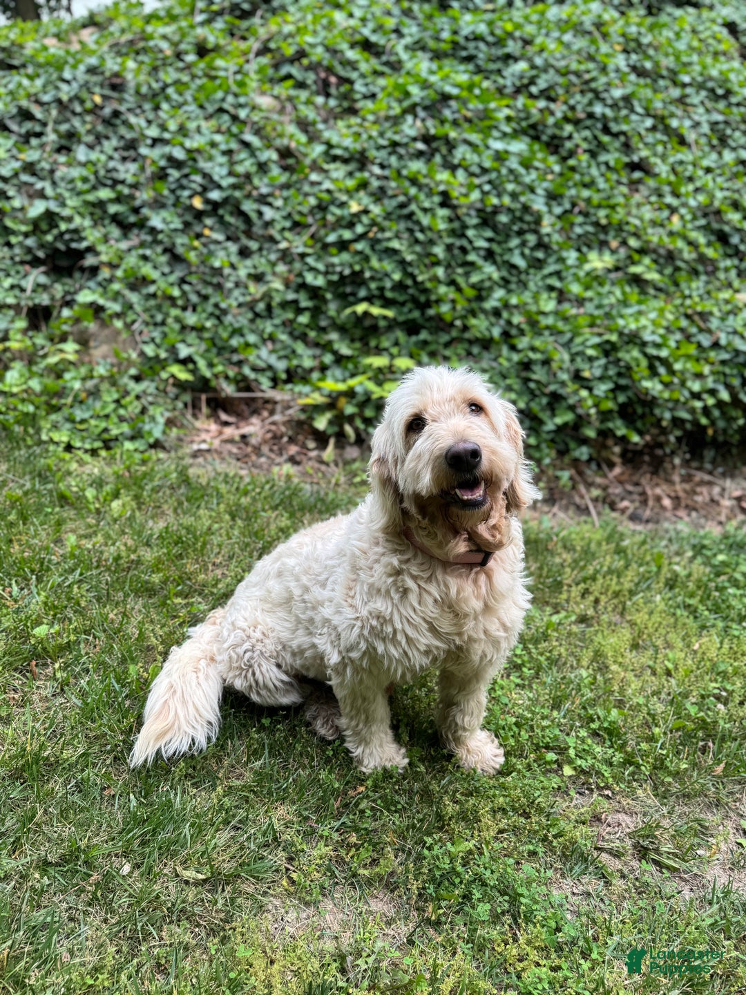Goldendoodle dogs for sale: Larry - Ad 2