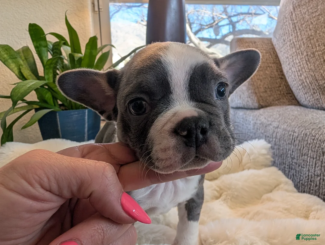 Frenchton dogs for sale: Clover - Ad 4
