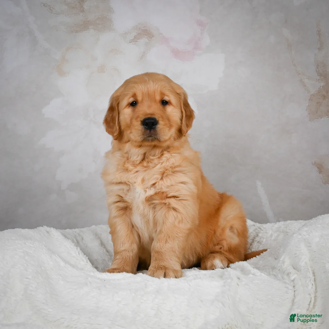 Golden Retriever dogs for sale: Rocco - Ad 9