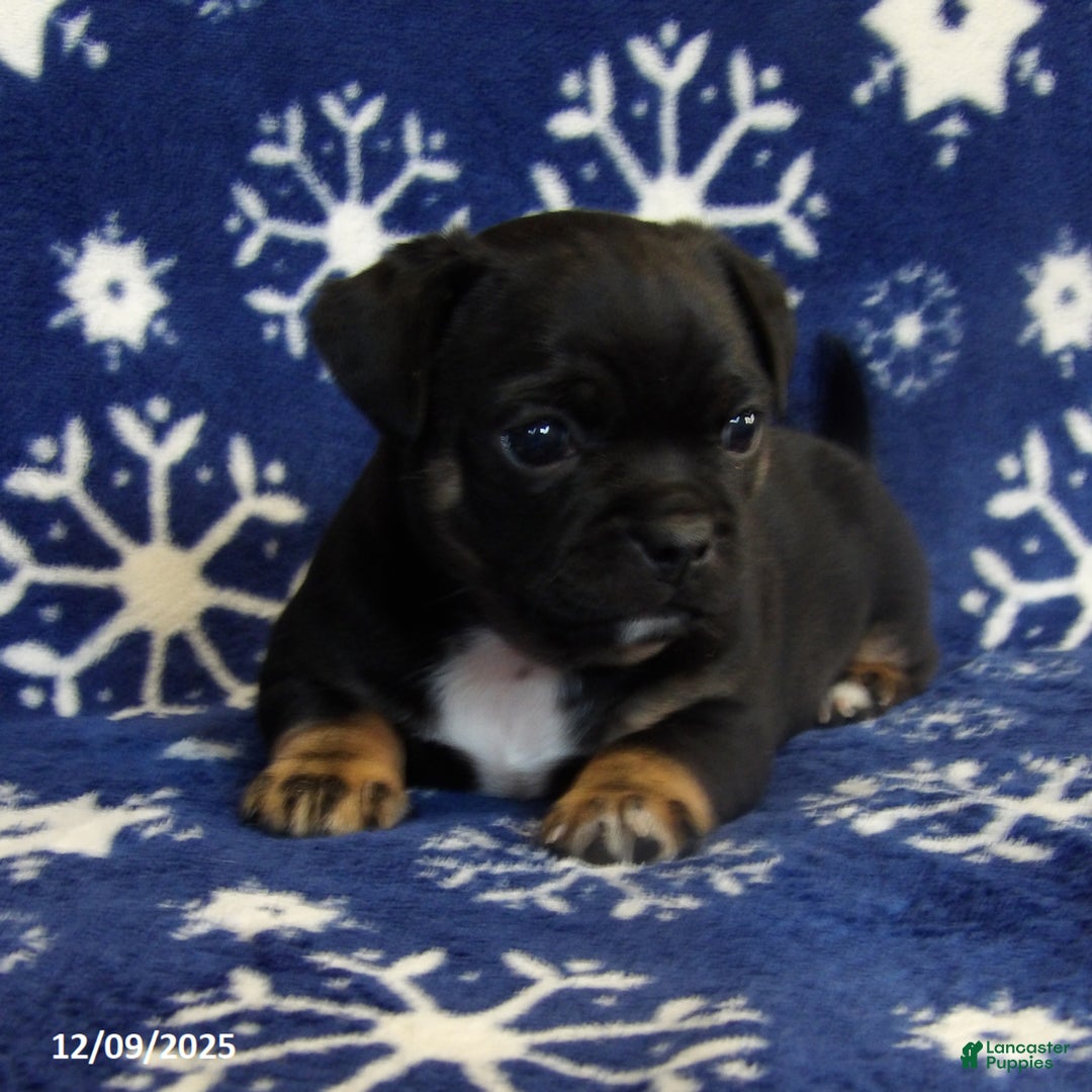 Jug dogs for sale: Max - Ad 2