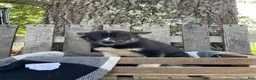 Pomsky dogs for sale: Bella   - Ad 5