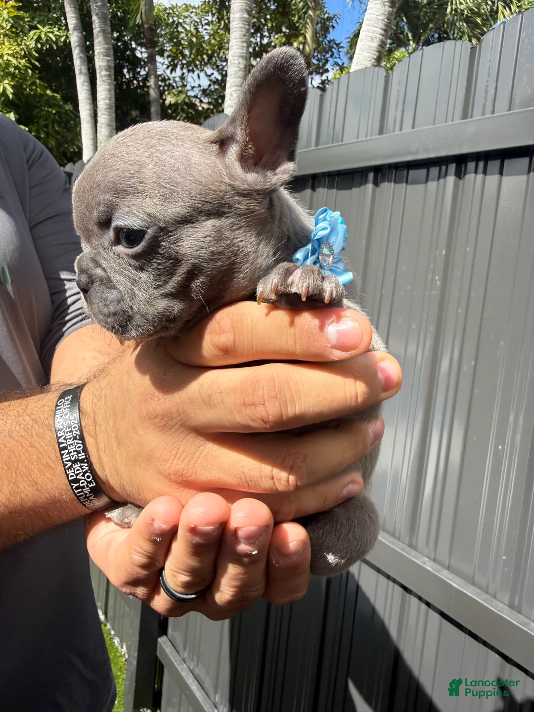 French Bulldog dogs for sale: Selene - Ad 5
