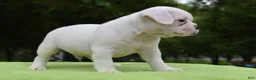 Mixed Breed dogs for sale: Milo f1b Frenchton hybrid  - Ad 11