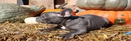 Mixed Breed dogs for sale: Ollie - Ad 3