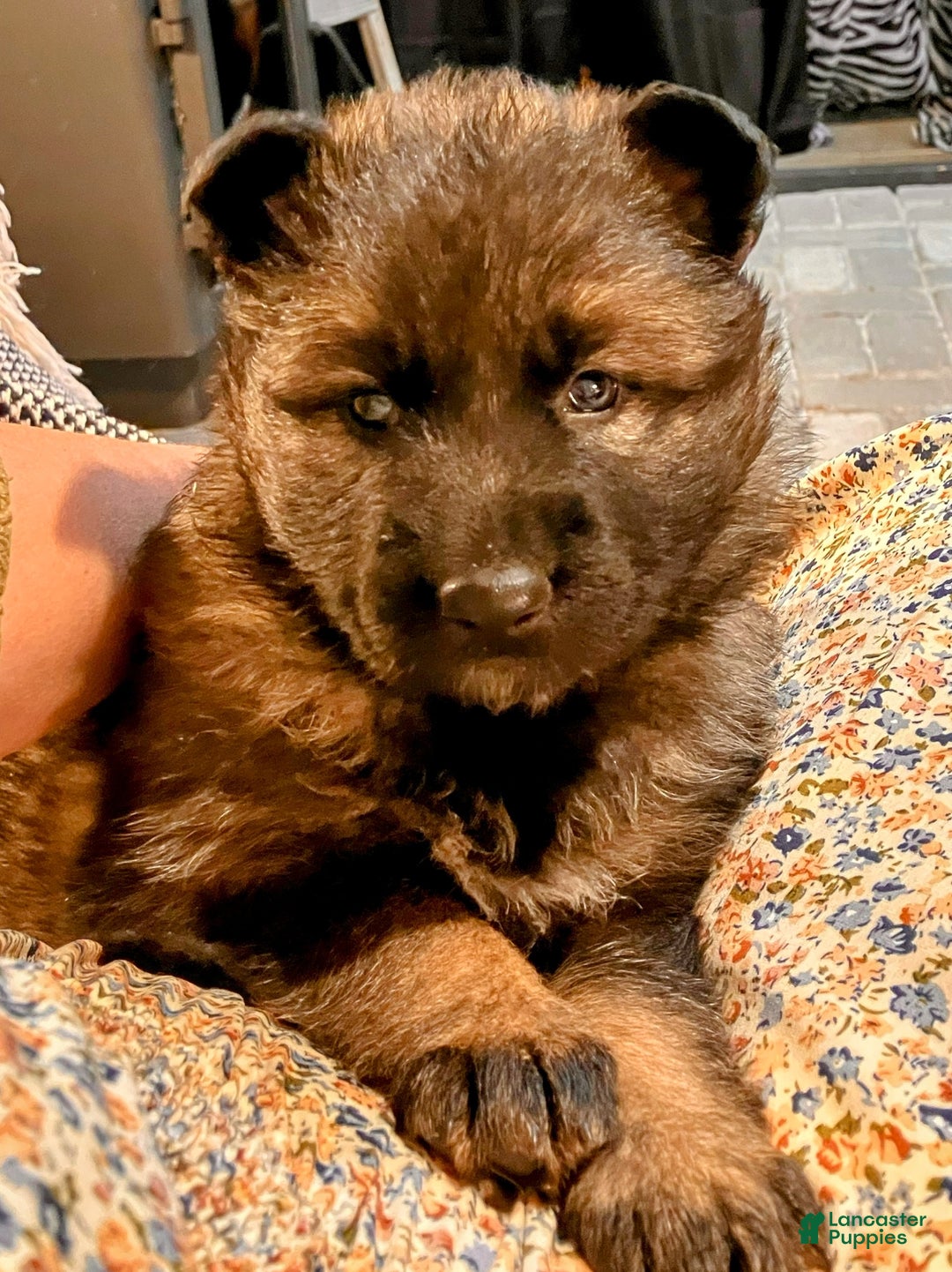 German Shepherd dogs for sale: ♥️SWEET SABLE ♥️ - Ad 40