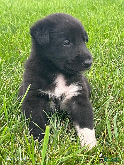 Mixed Breed dogs Bryce - Ad 2