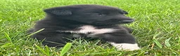 Mixed Breed dogs for sale: Bryce - Ad 2