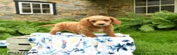 Cockapoo dogs for sale: Dexter - Ad 5