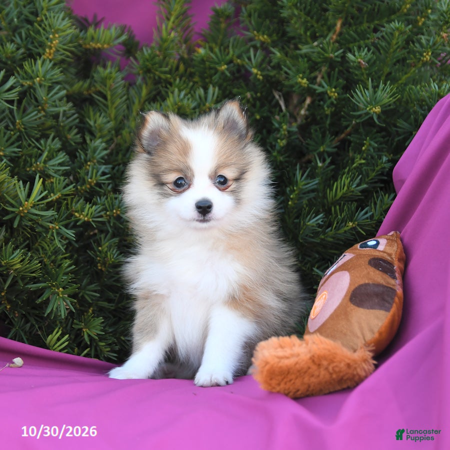 Pomeranian dogs for sale: Lucky - Ad 2