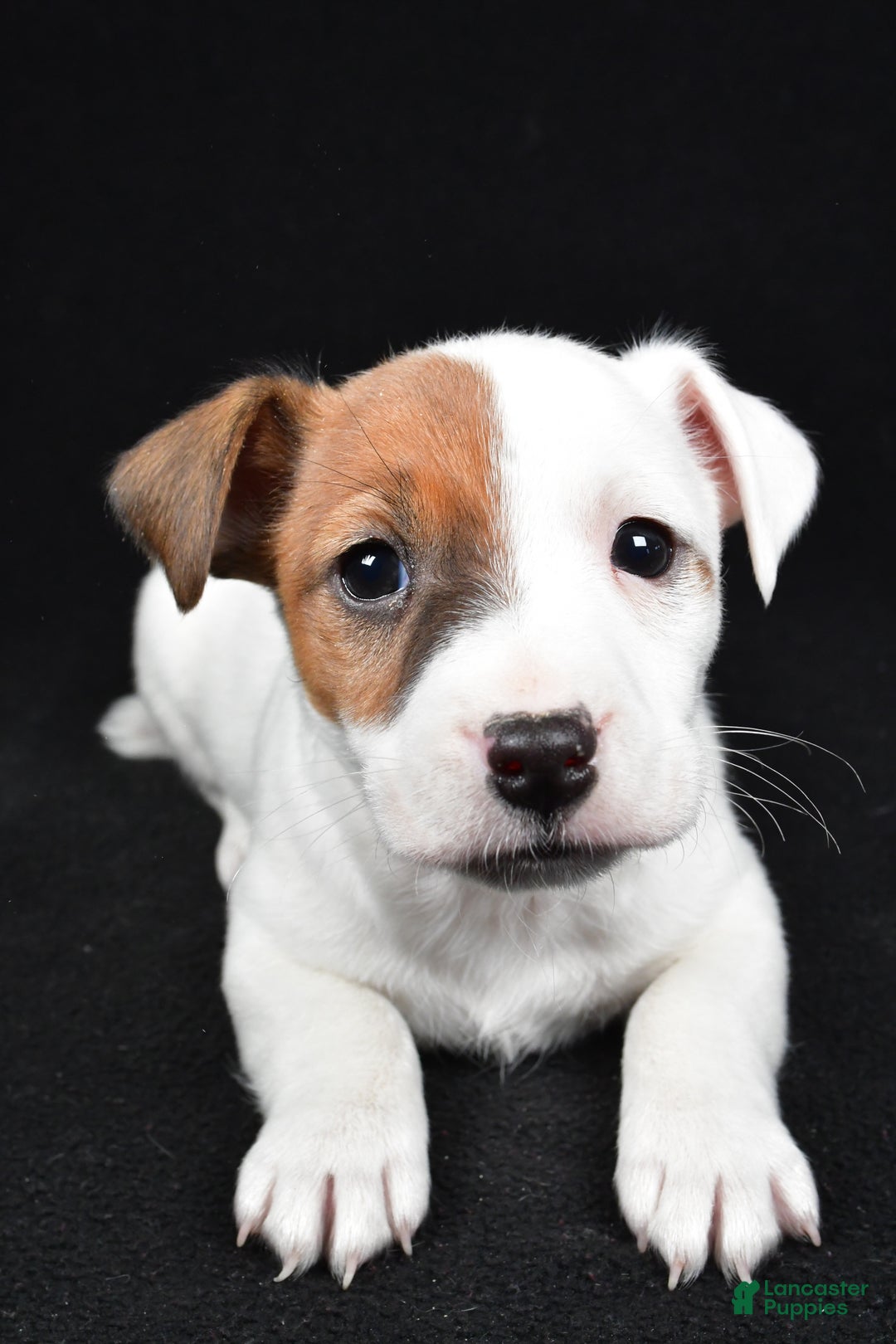 Jack Russell Terrier dogs for sale: Rover - Ad 2