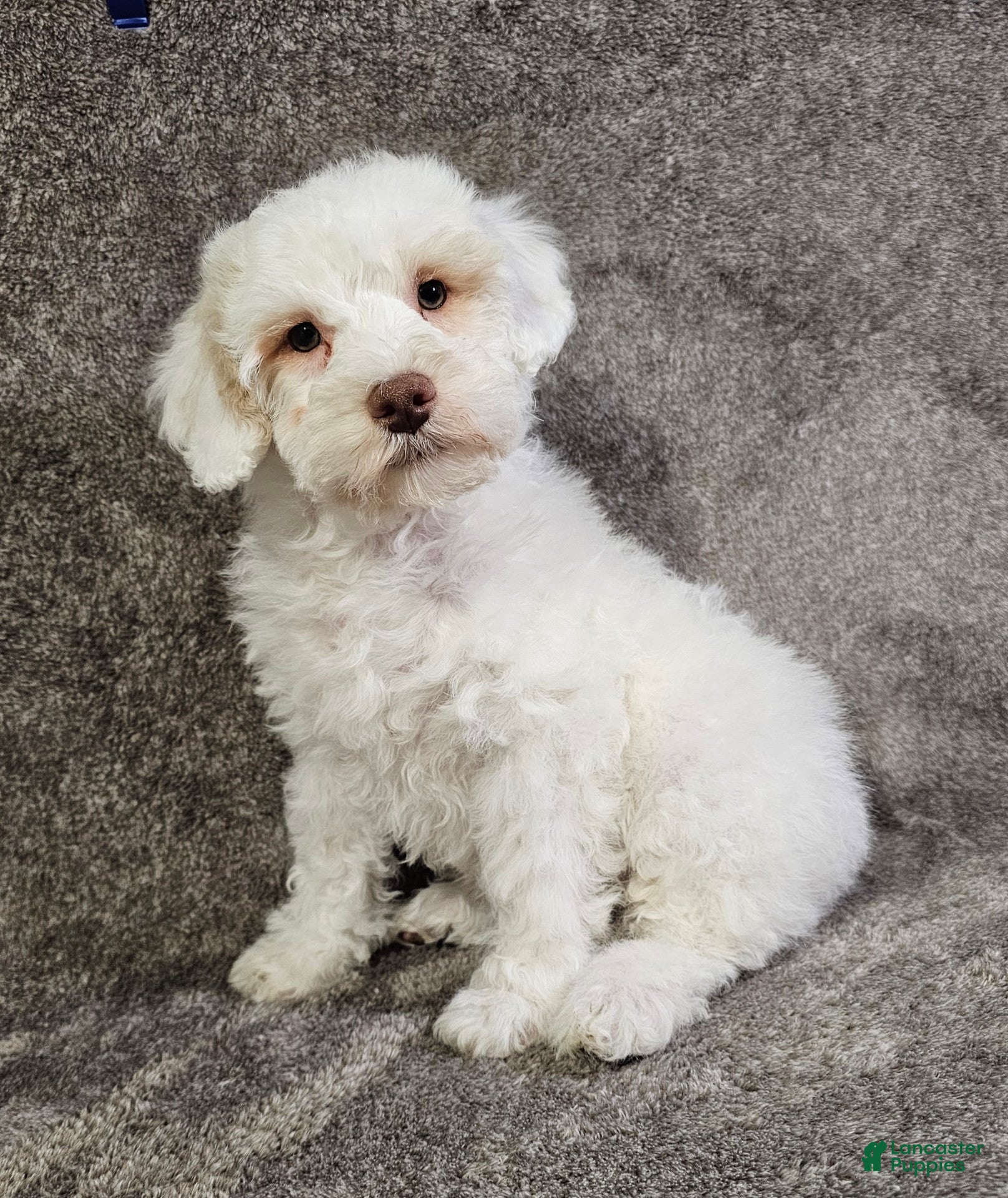 Schnoodle dogs Schnoodle Puppy 2 - Ad 1