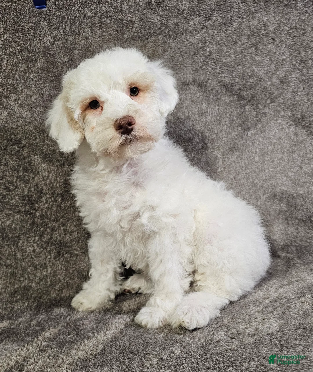 Schnoodle dogs for sale: Schnoodle Puppy 2 - Ad 1