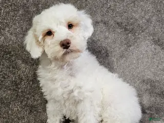 Schnoodle dogs for sale: Schnoodle Puppy 2 - Ad 4