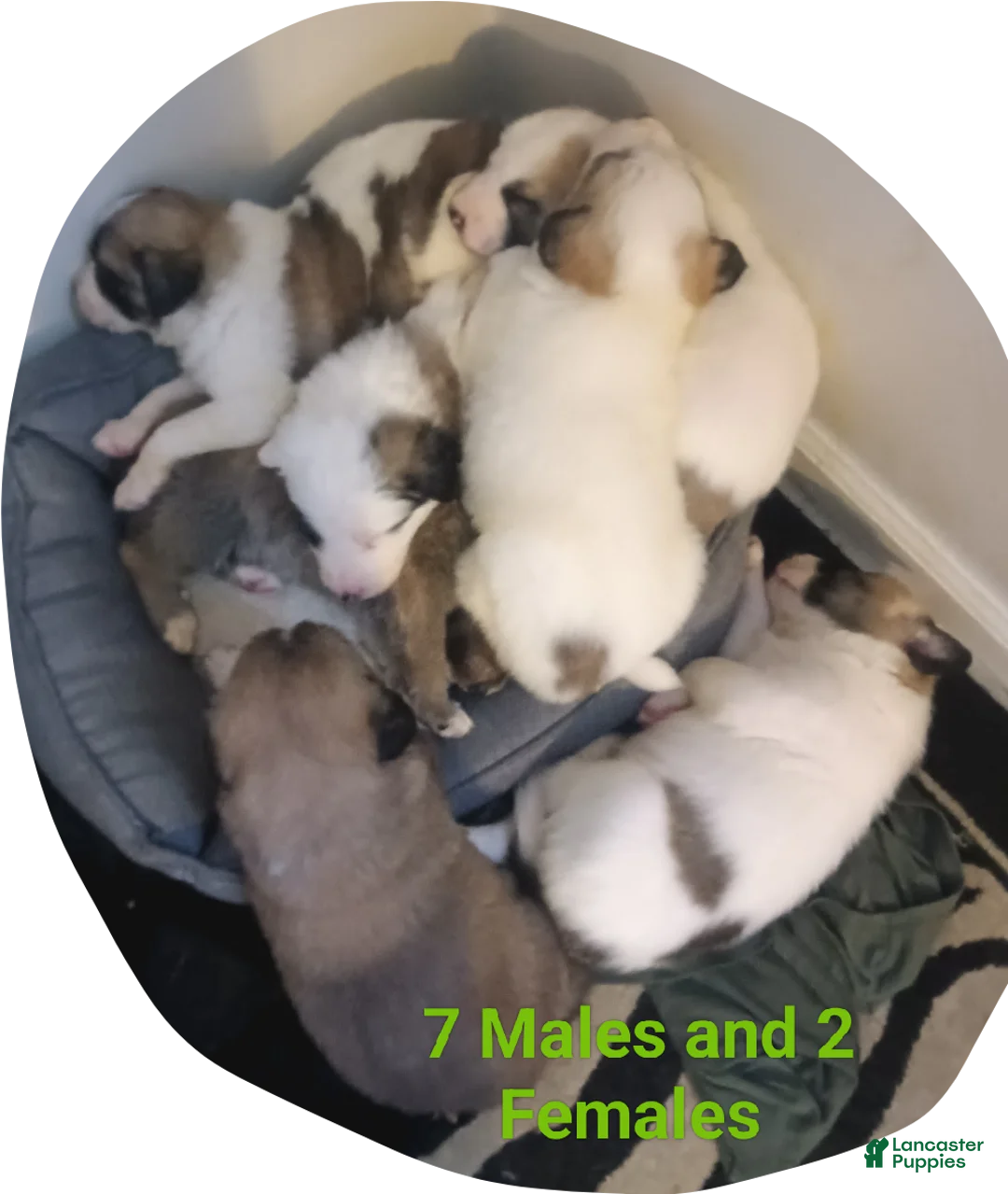 Mixed Breed dogs for sale: Rolly Polly  - Ad 17