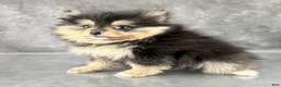 Pomeranian dogs for sale: Cleo AKC - Ad 4