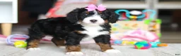 Mini Bernedoodle dogs for sale: Sky - Ad 5