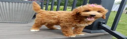 Mini Goldendoodle dogs for sale: Betsie - Ad 3