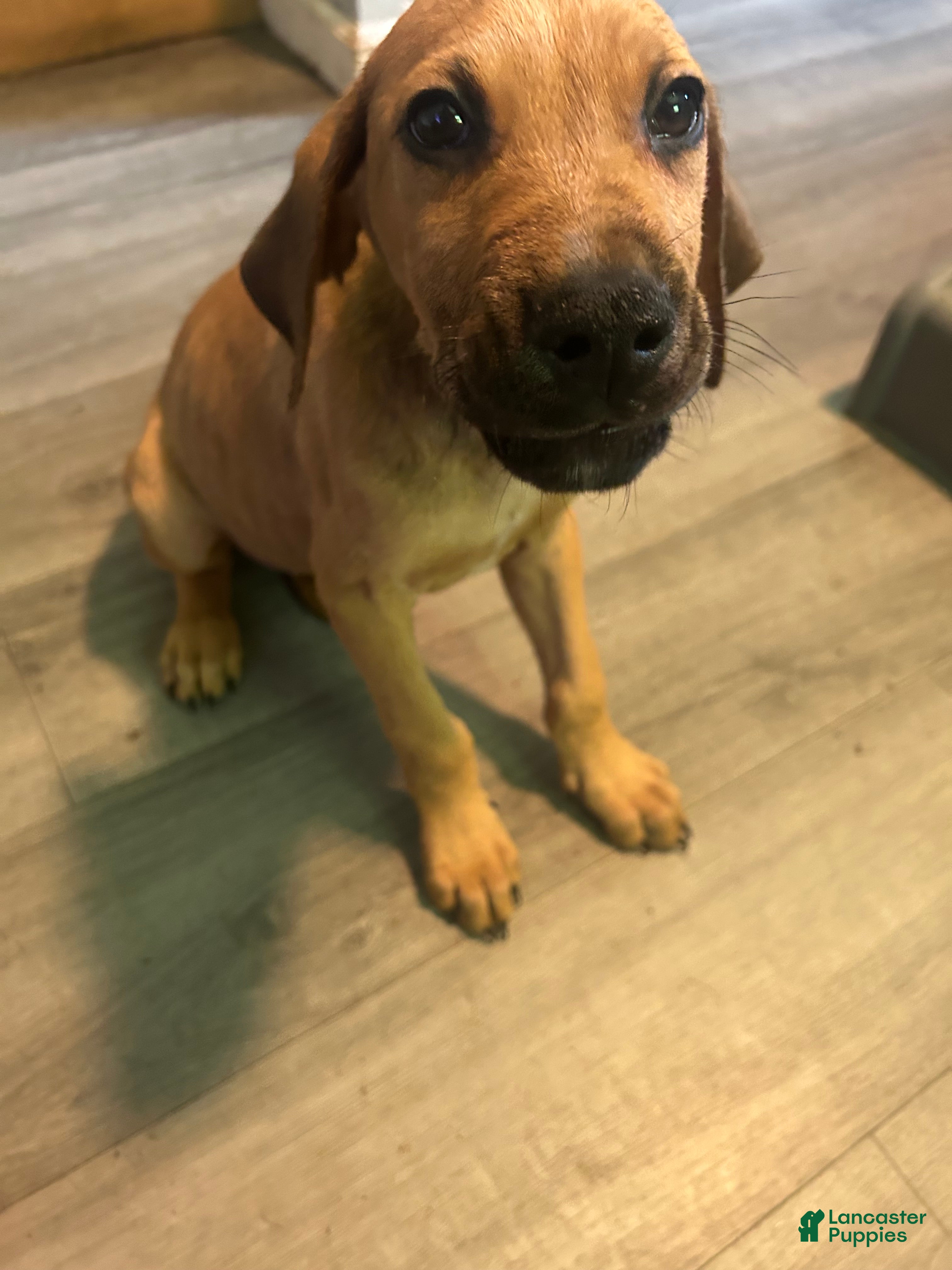 Mixed Breed dogs Puppy 5 - Ad 28