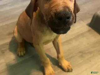 Mixed Breed dogs Puppy 5 - Ad 28