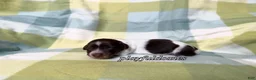 Miniature Dachshund dogs for sale: AKC Chocolate Piebald Female Long Haired Miniature Dachshund Puppy - Ad 7