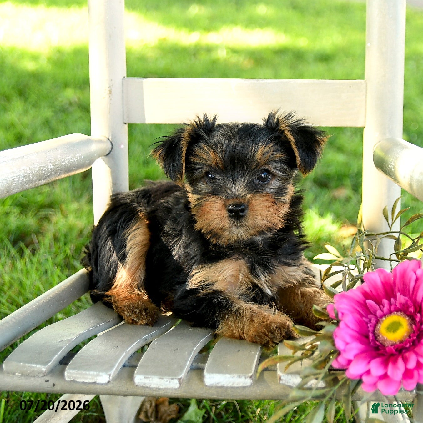 Yorkshire Terrier dogs Michael - Ad 1