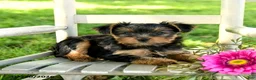 Yorkshire Terrier dogs for sale: Michael - Ad 3