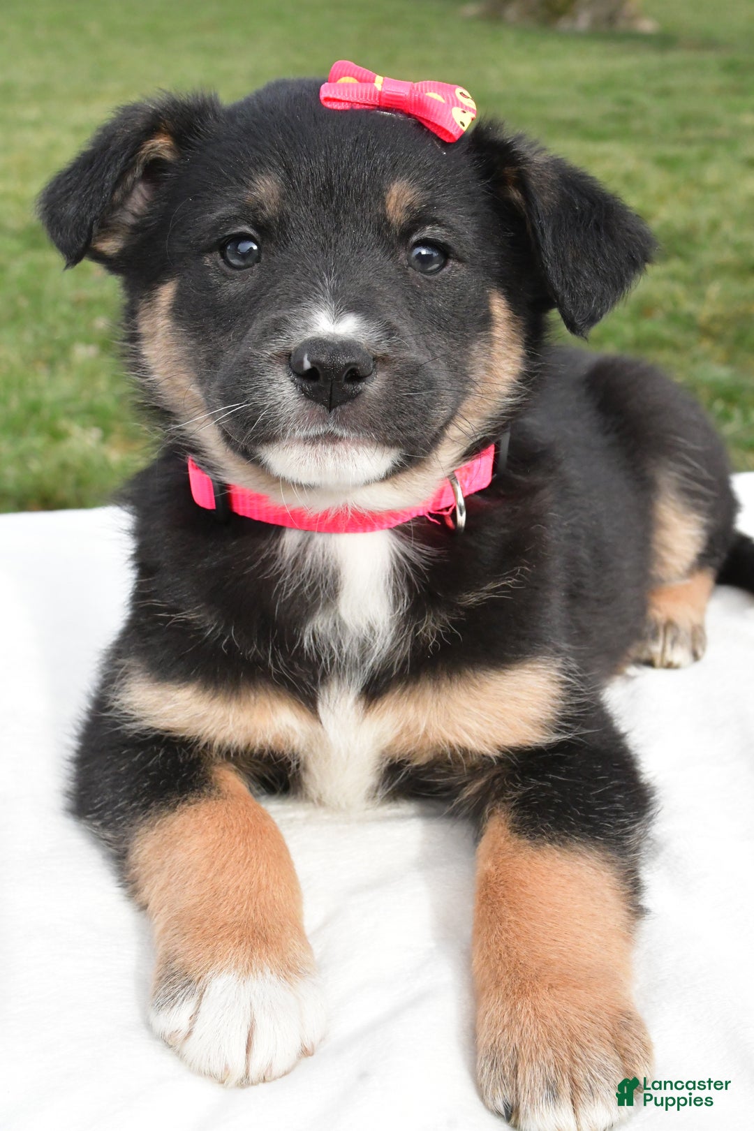 Mixed Breed dogs for sale: Maddie - Ad 2