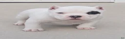 American Bully dogs for sale: Vegas - Ad 2