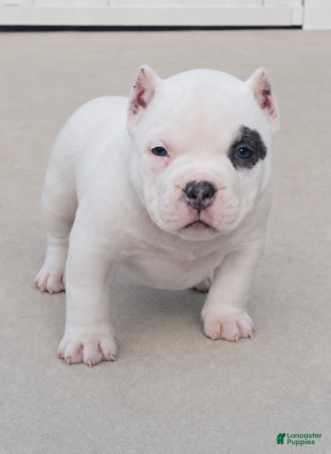 American Bully dogs for sale: Vegas - Ad 2