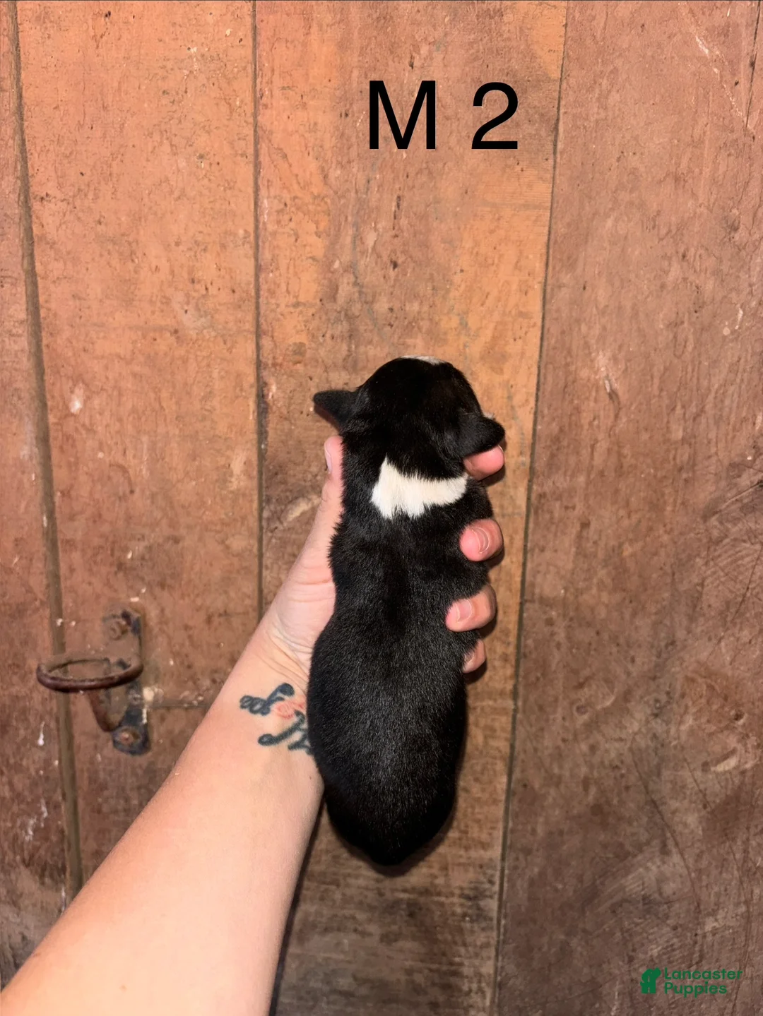 Bernese Mountain Dog dogs for sale: Bernese Mountain Dog m2 - Ad 2