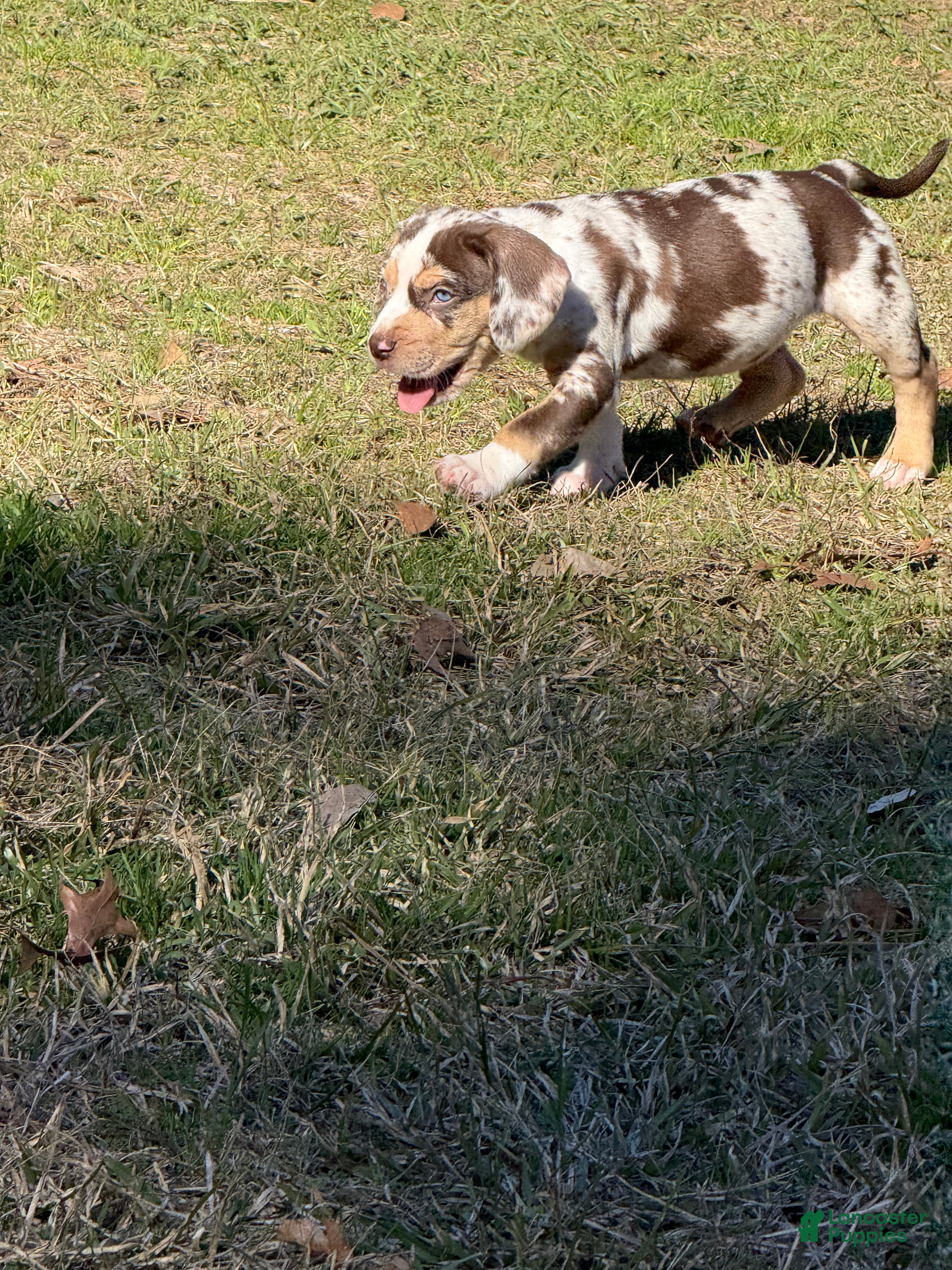 Catahoula Leopard Dog dogs Catahoula Leopard Dog Puppy 3 - Ad 2