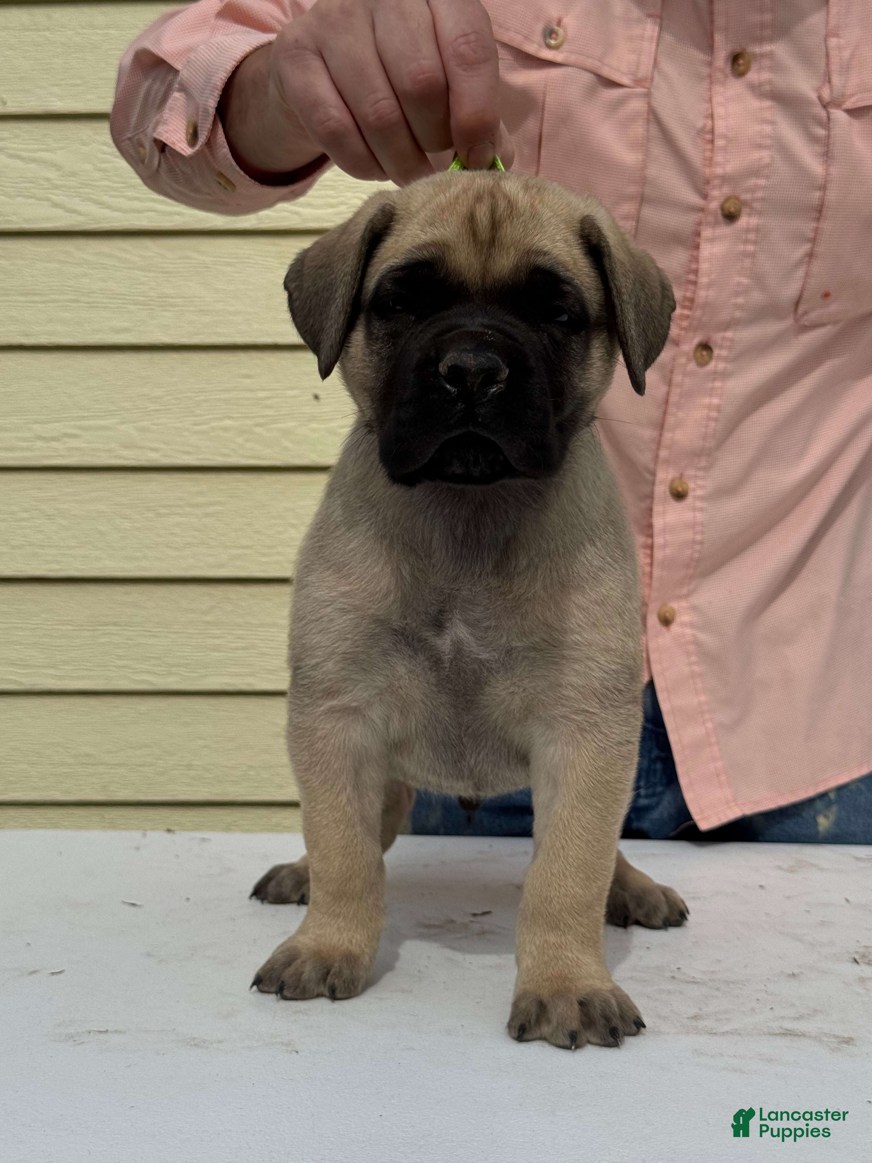 Cane Corso