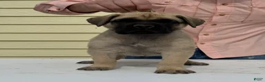Cane Corso 1