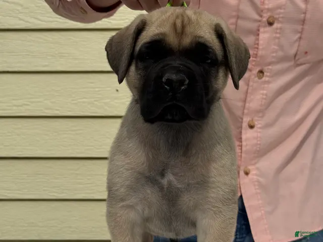 Cane Corso dogs for sale: Cane Corso 1 - Ad 1