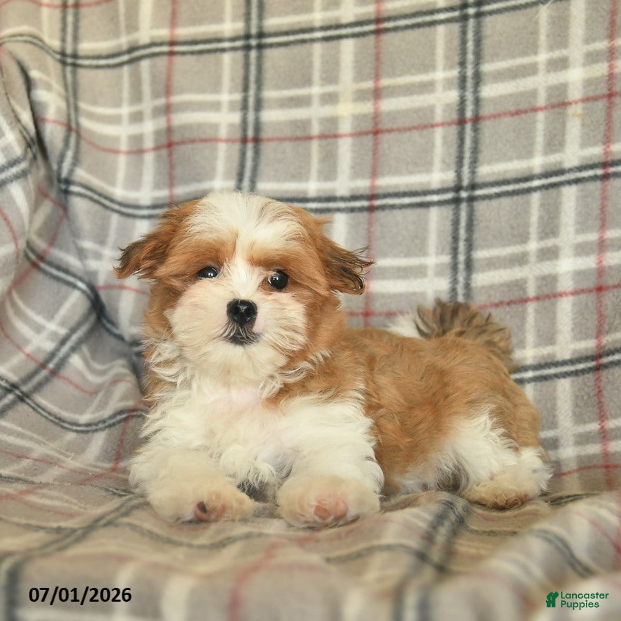 Malshi dogs Tigger - Ad 2