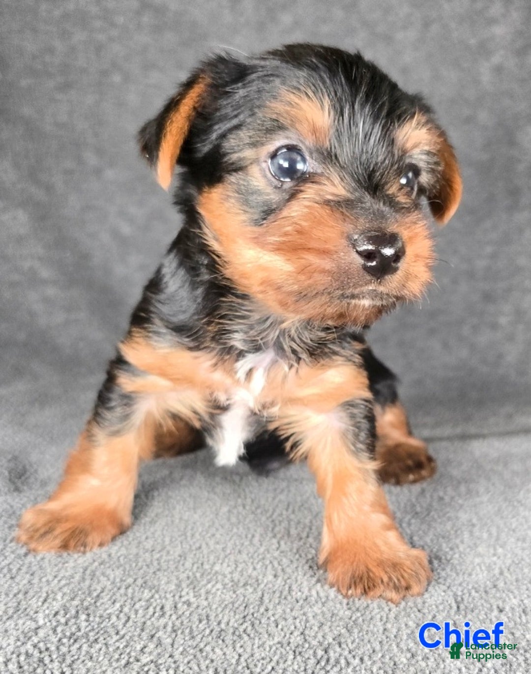 Yorkshire Terrier dogs for sale: Chief - Ad 11