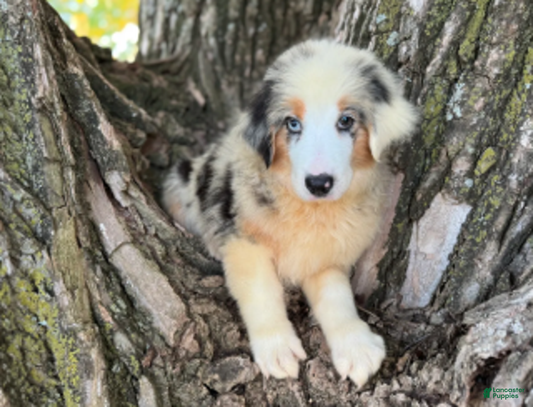 Australian Shepherd dogs for sale: Blue Merle Male - Ad 2