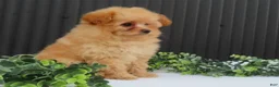 Pomeranian dogs for sale: Rusty 🐾 - Ad 6