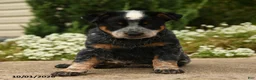 Australian Cattle Dog dogs for sale: Collin - Ad 4