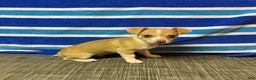 Chihuahua dogs for sale: Dylan - Ad 7