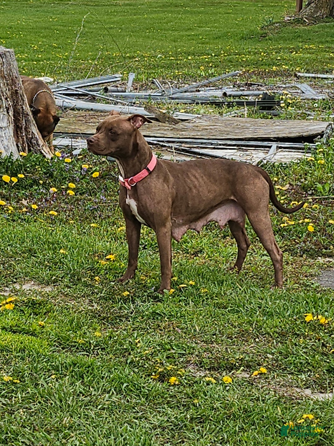 American Pit Bull Terrier dogs for sale: American Pit Bull Terrier Puppy 3 - Ad 3