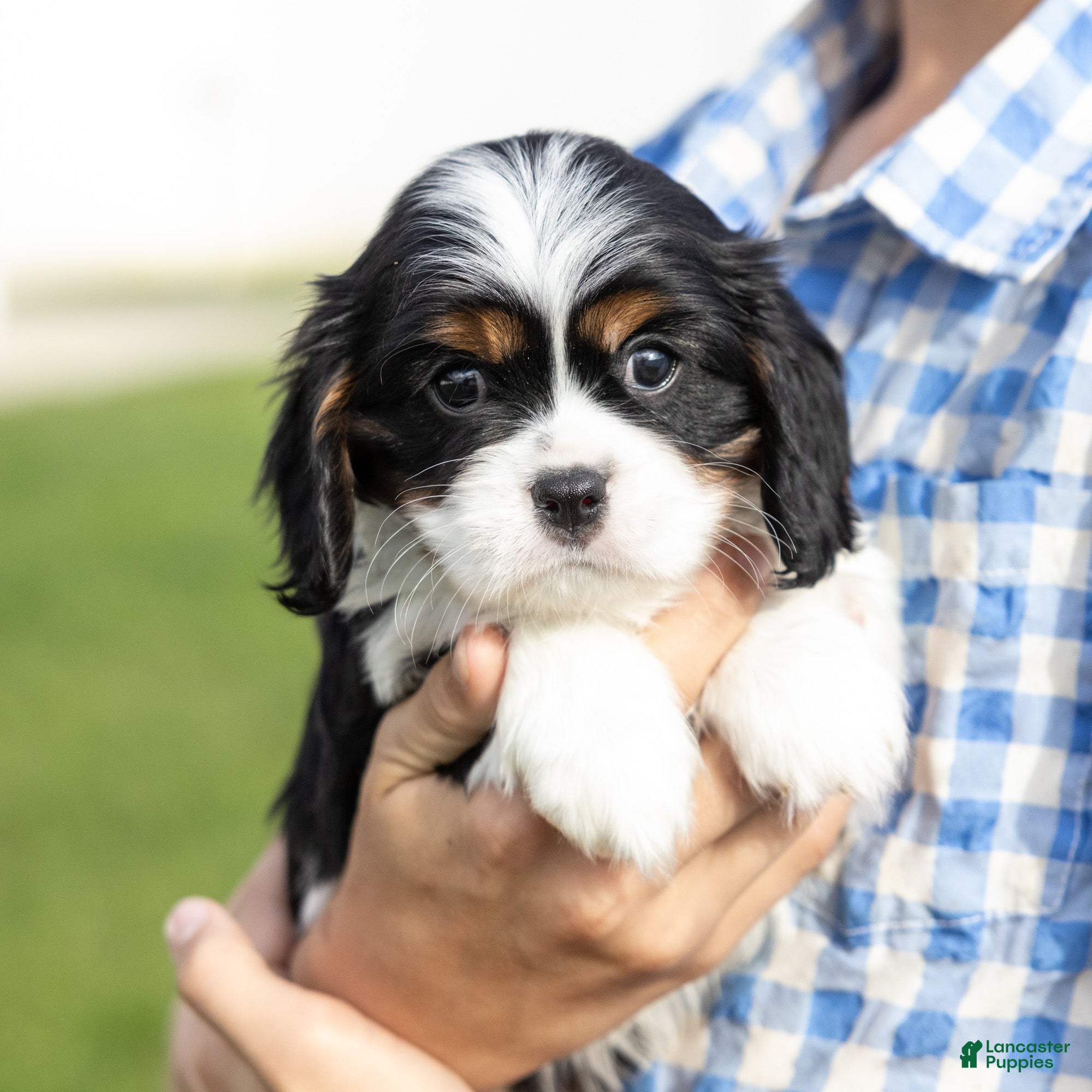Cavalier King Charles Spaniel dogs Oreo - Ad 1