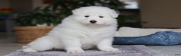Samoyed dogs for sale: Hank - Ad 4