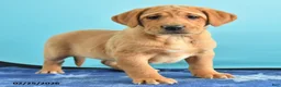 Labrador Retriever dogs for sale: Gretchen - Ad 5