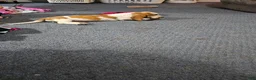 Basset Hound dogs for sale: Basset Hound 3 - Ad 5